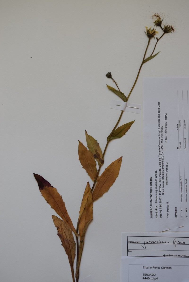 Hieracium jurassicum photo 8