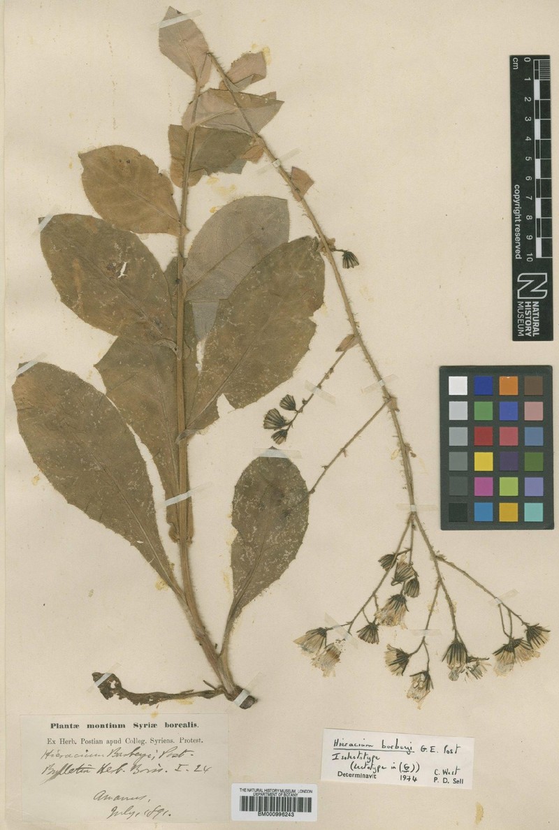 Hieracium jurassicum subsp. barbeyi