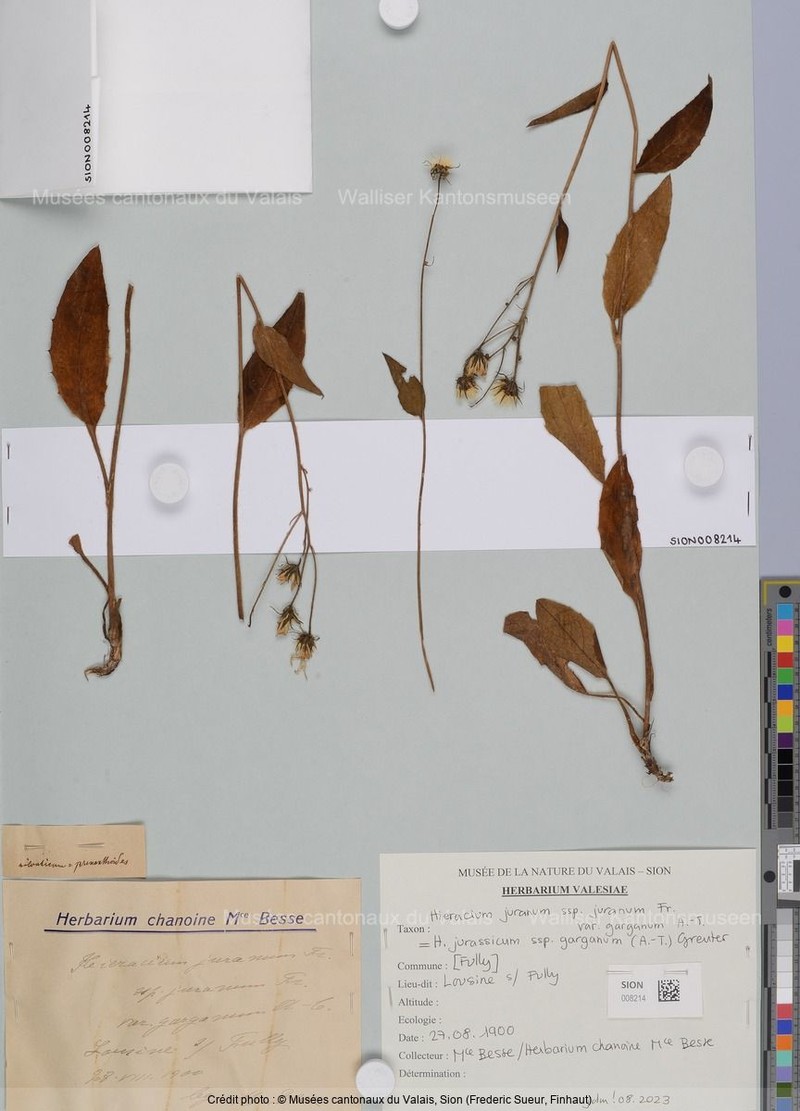 Hieracium jurassicum subsp. garganum