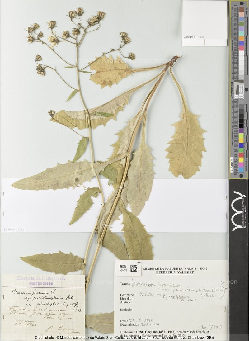 Hieracium jurassicum subsp. hemiplecum
