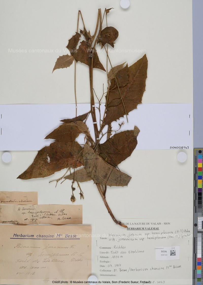 Hieracium jurassicum subsp. hemiplecum photo 2