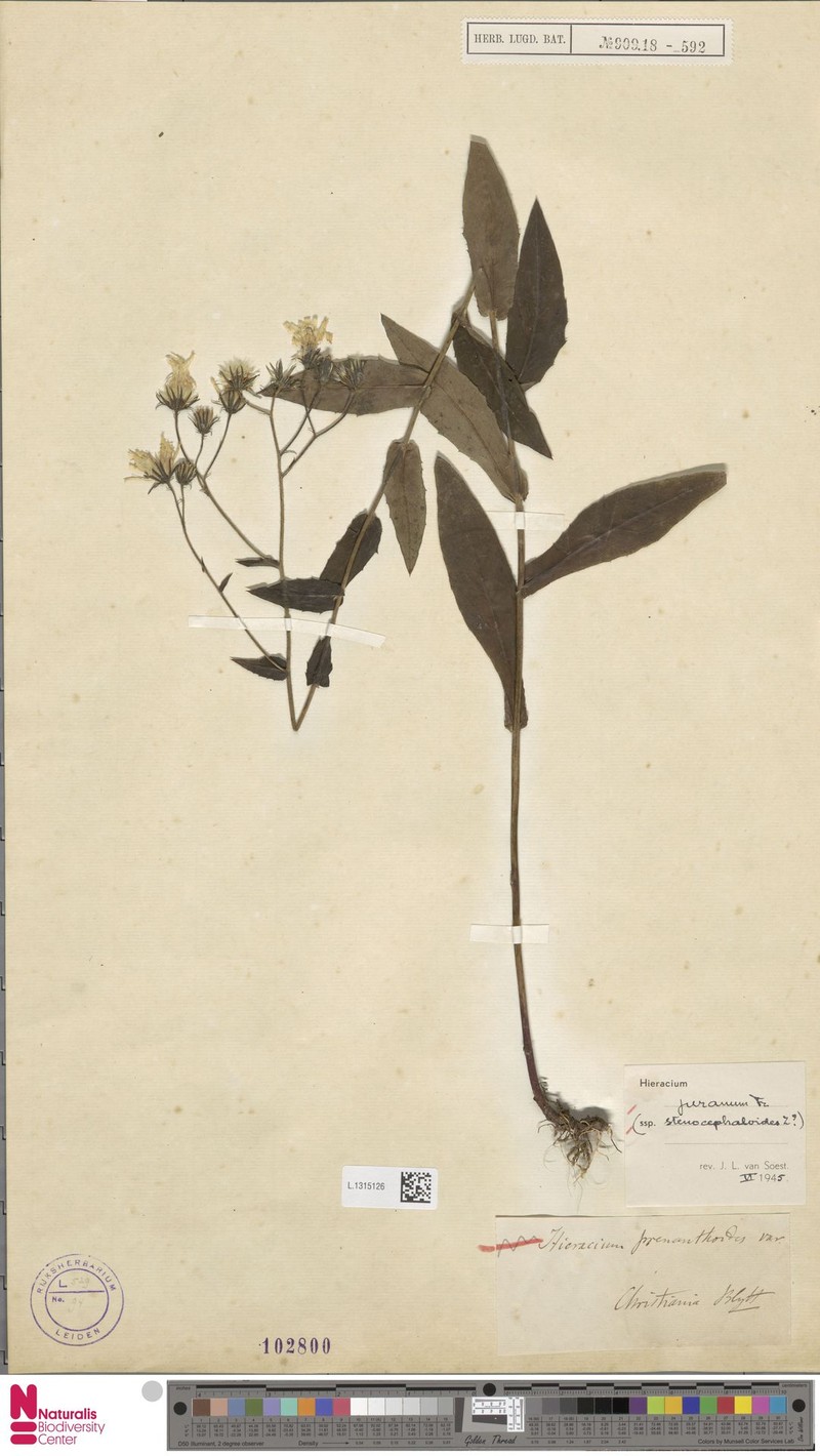 Hieracium jurassicum subsp. leiophyton