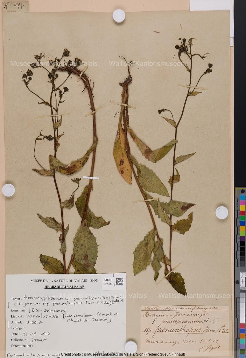 Hieracium jurassicum subsp. prenanthopsis