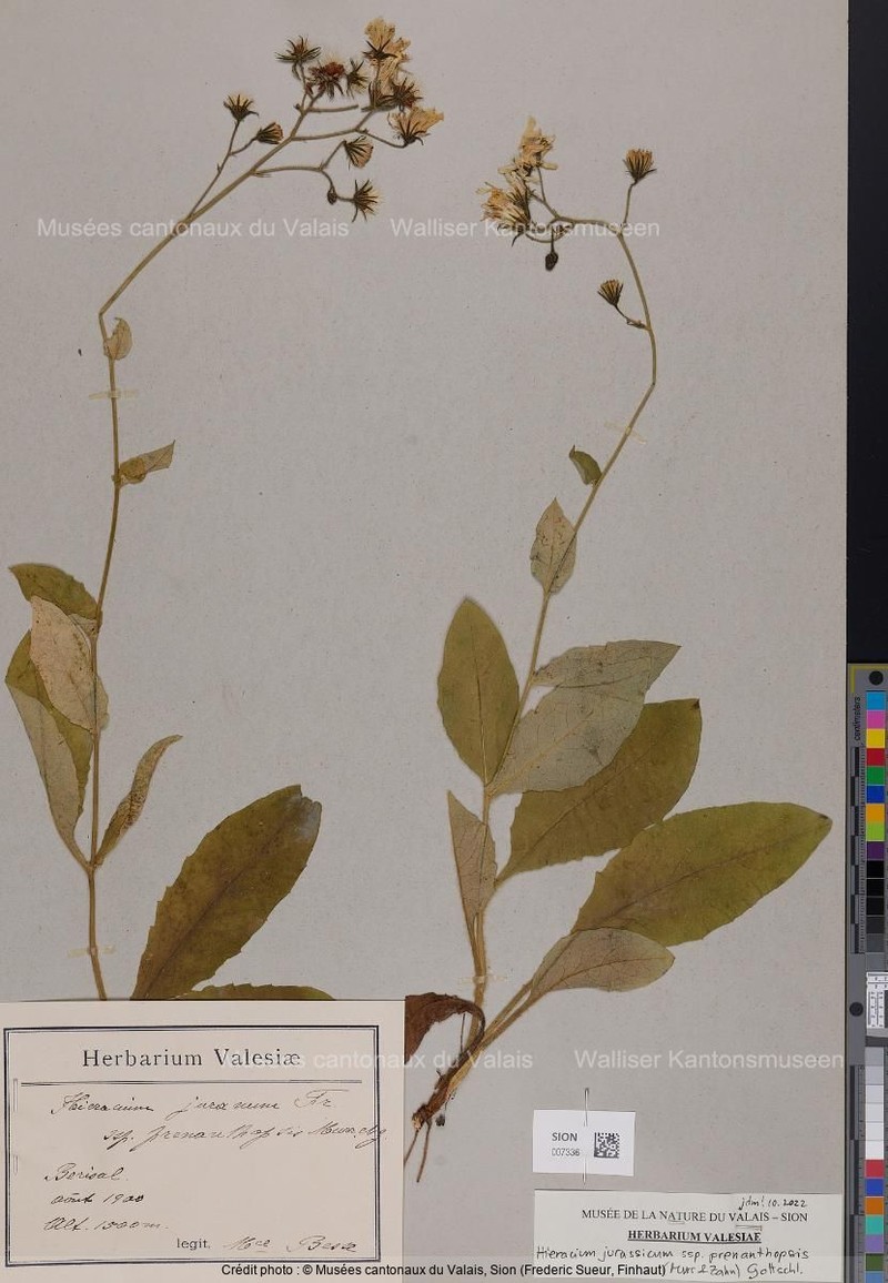 Hieracium jurassicum subsp. prenanthopsis photo 2