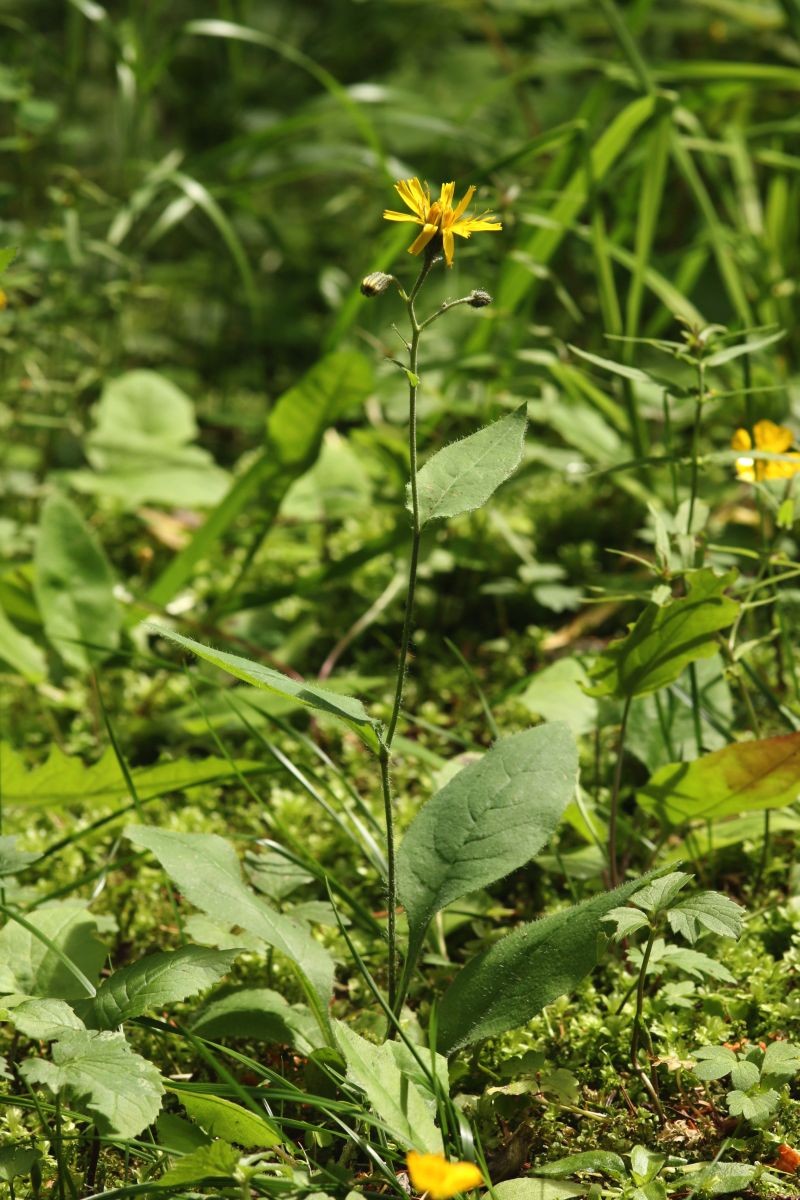 Hieracium jurassicum subsp. pseudalbinum