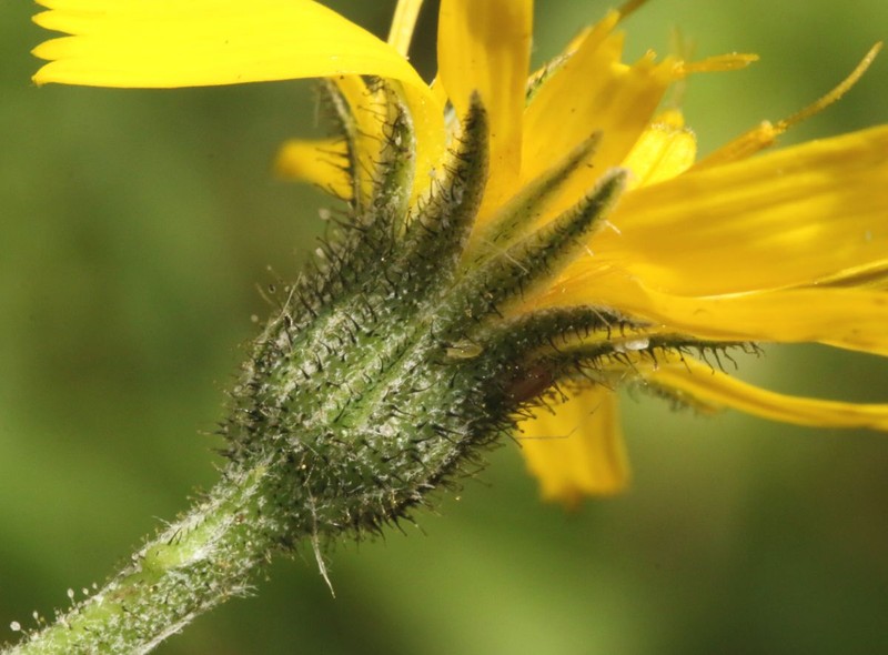 Hieracium jurassicum subsp. pseudalbinum photo 2