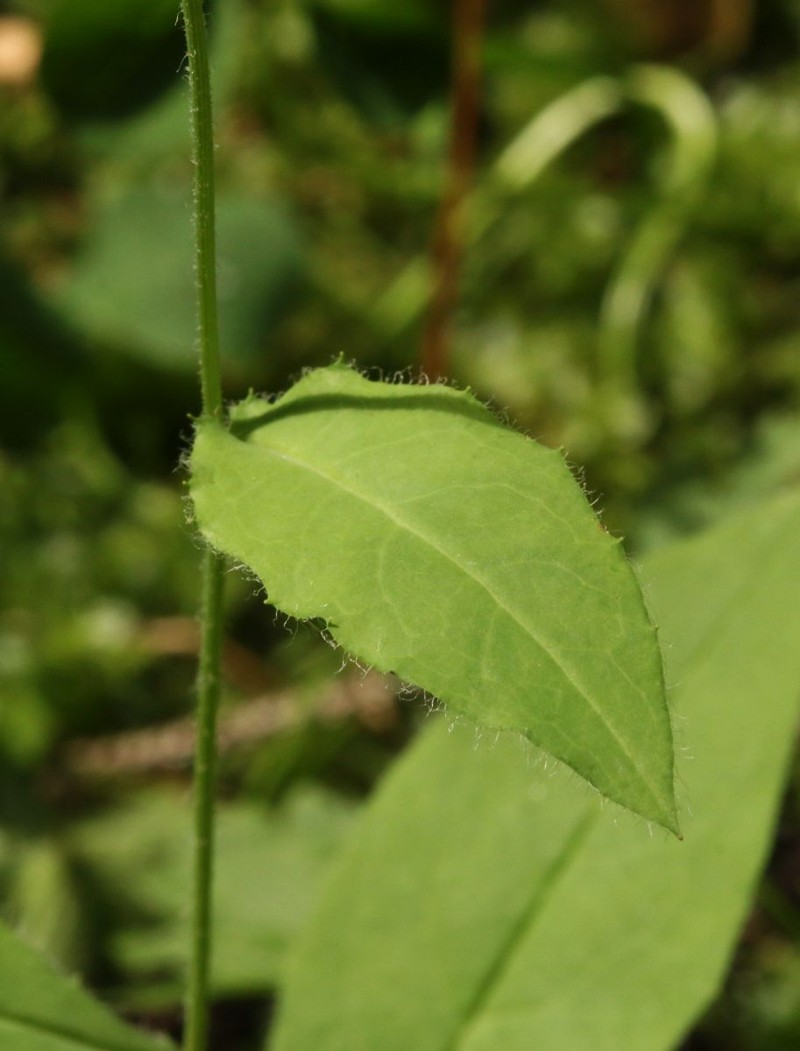 Hieracium jurassicum subsp. pseudalbinum photo 3