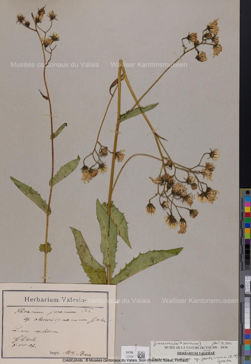 Hieracium jurassicum subsp. pseudojuranum