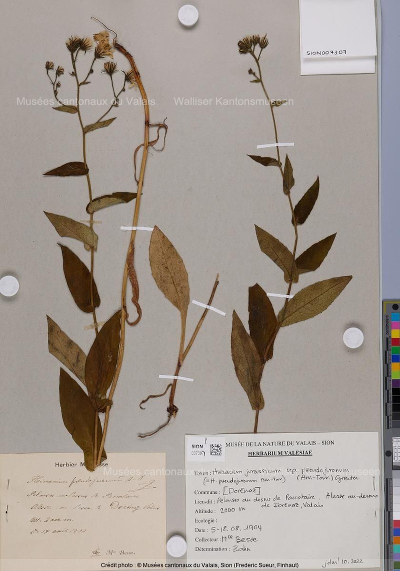 Hieracium jurassicum subsp. pseudojuranum photo 2