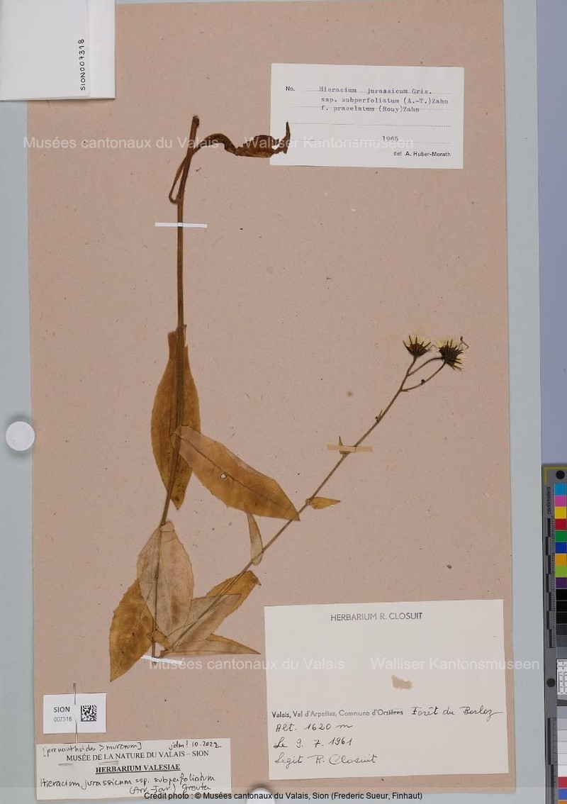 Hieracium jurassicum subsp. subperfoliatum
