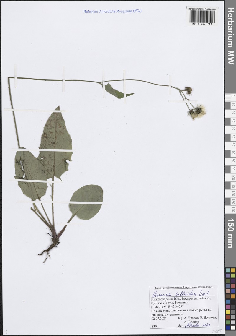 Hieracium jurassicum subsp. translucens