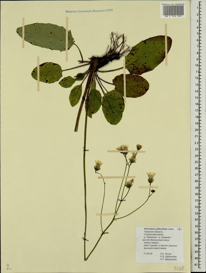 Hieracium jurassicum subsp. translucens photo 2