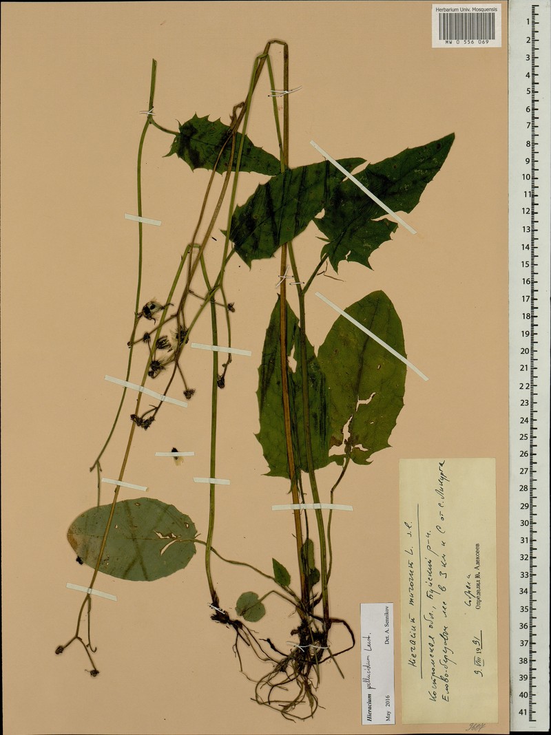 Hieracium jurassicum subsp. translucens photo 3