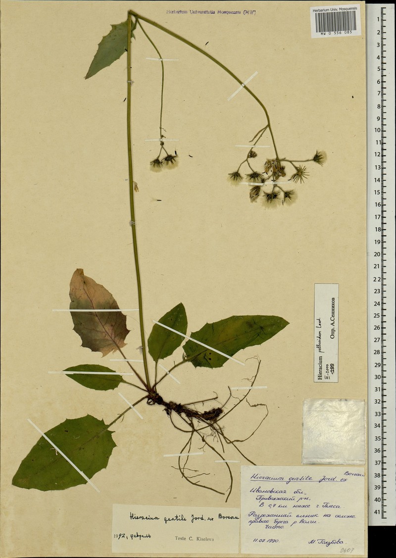 Hieracium jurassicum subsp. translucens photo 4