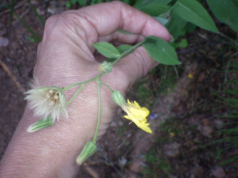Hieracium karelorum