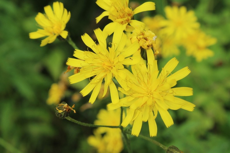 Hieracium karelorum photo 2