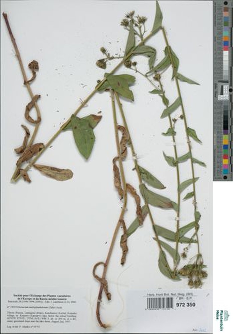 Hieracium karelorum photo 3