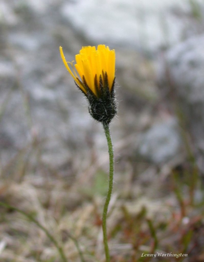 Hieracium kennethii photo 2