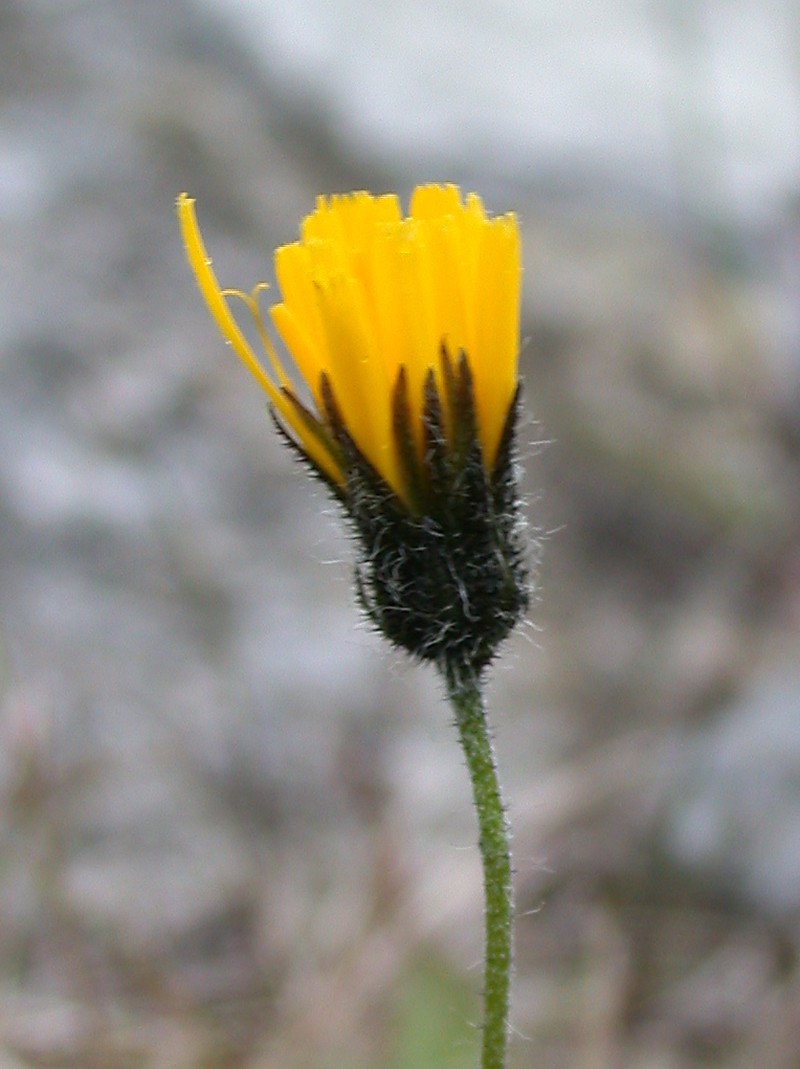 Hieracium kennethii