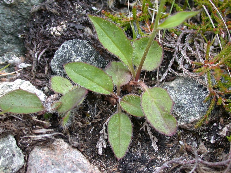 Hieracium kennethii photo 3