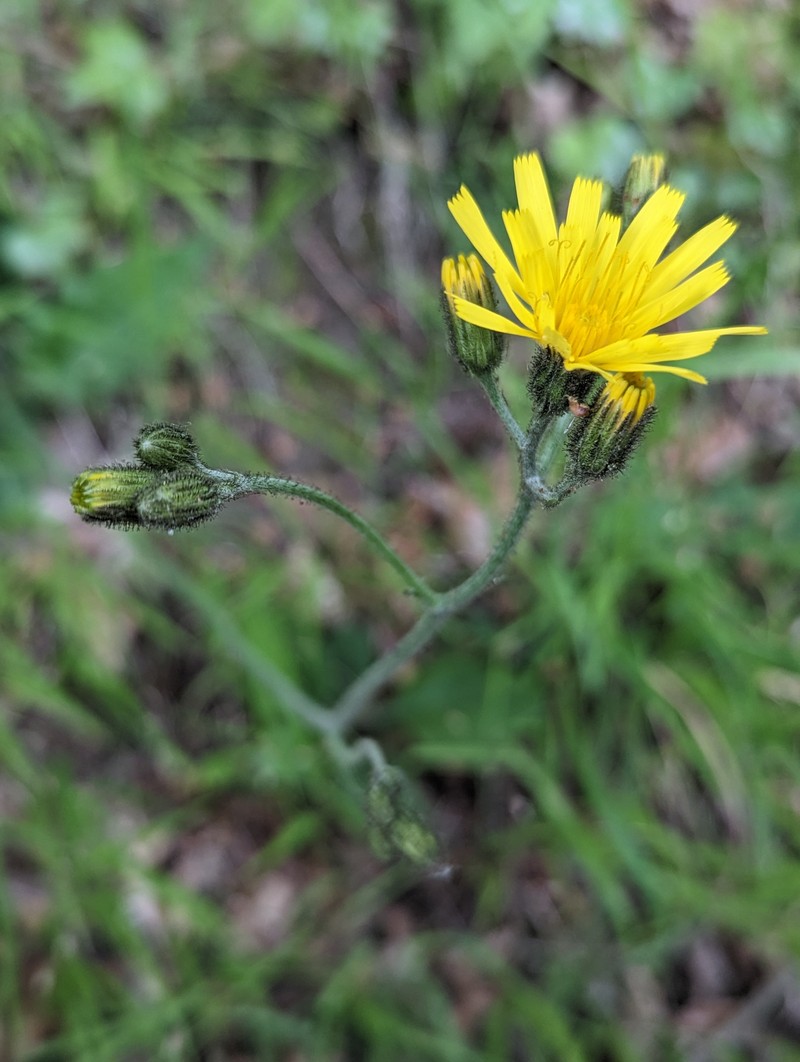 Hieracium kentii