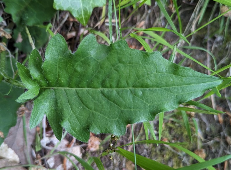 Hieracium kentii photo 2