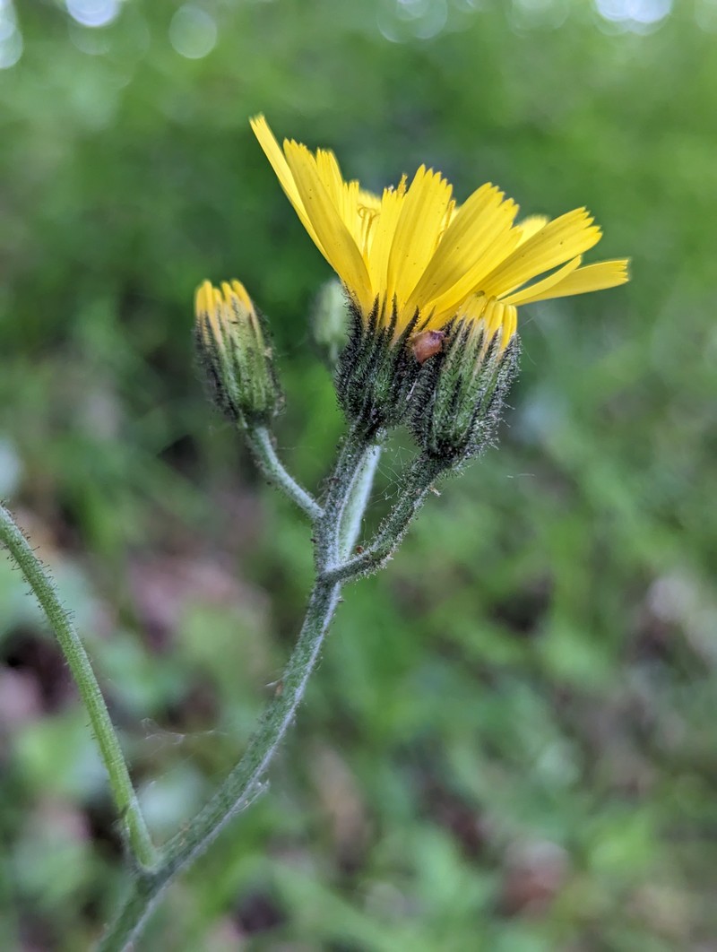 Hieracium kentii photo 3