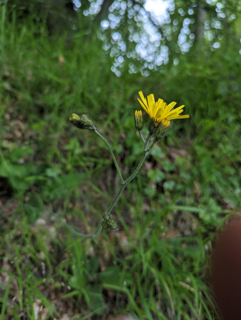 Hieracium kentii photo 4
