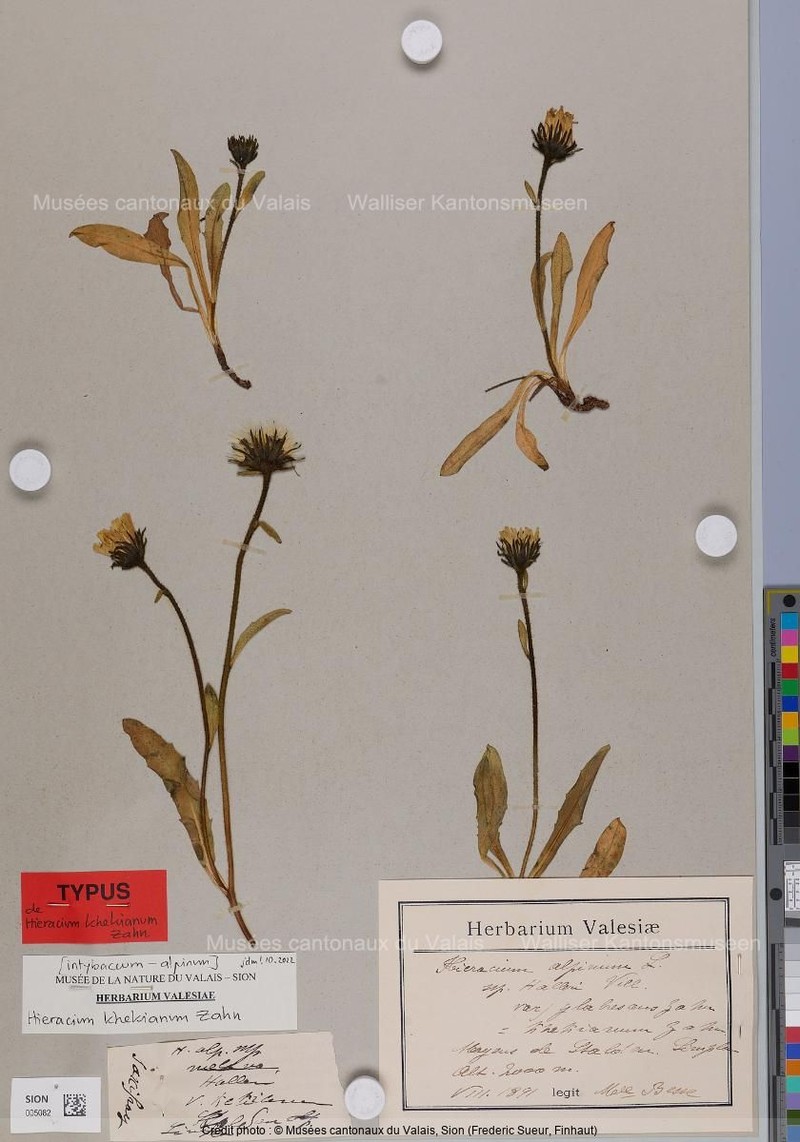 Hieracium khekianum