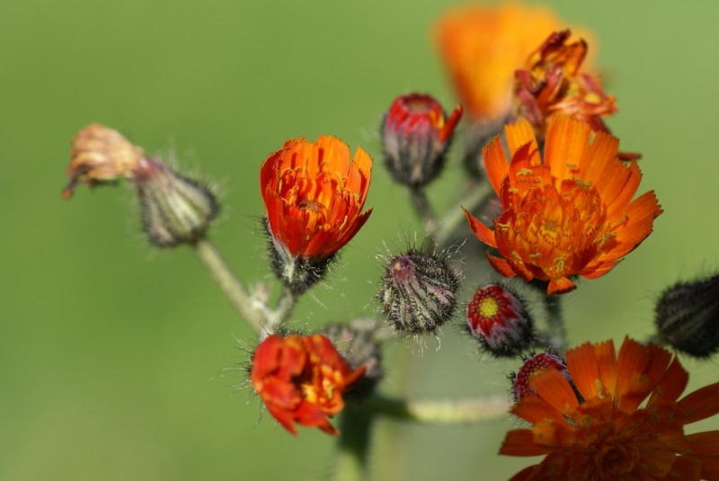 Hieracium kirghisorum