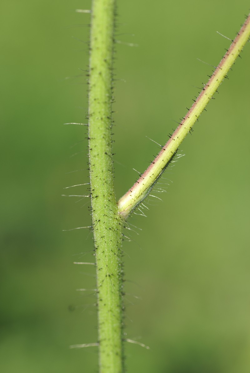 Hieracium kirghisorum photo 2