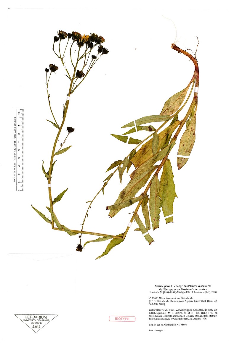 Hieracium kopsicum