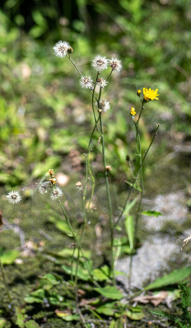 Hieracium korshinskyi