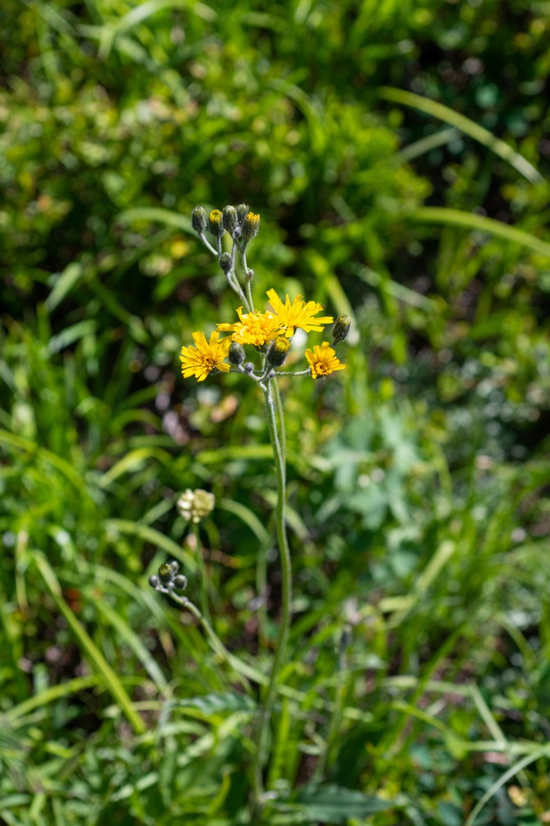Hieracium korshinskyi photo 2