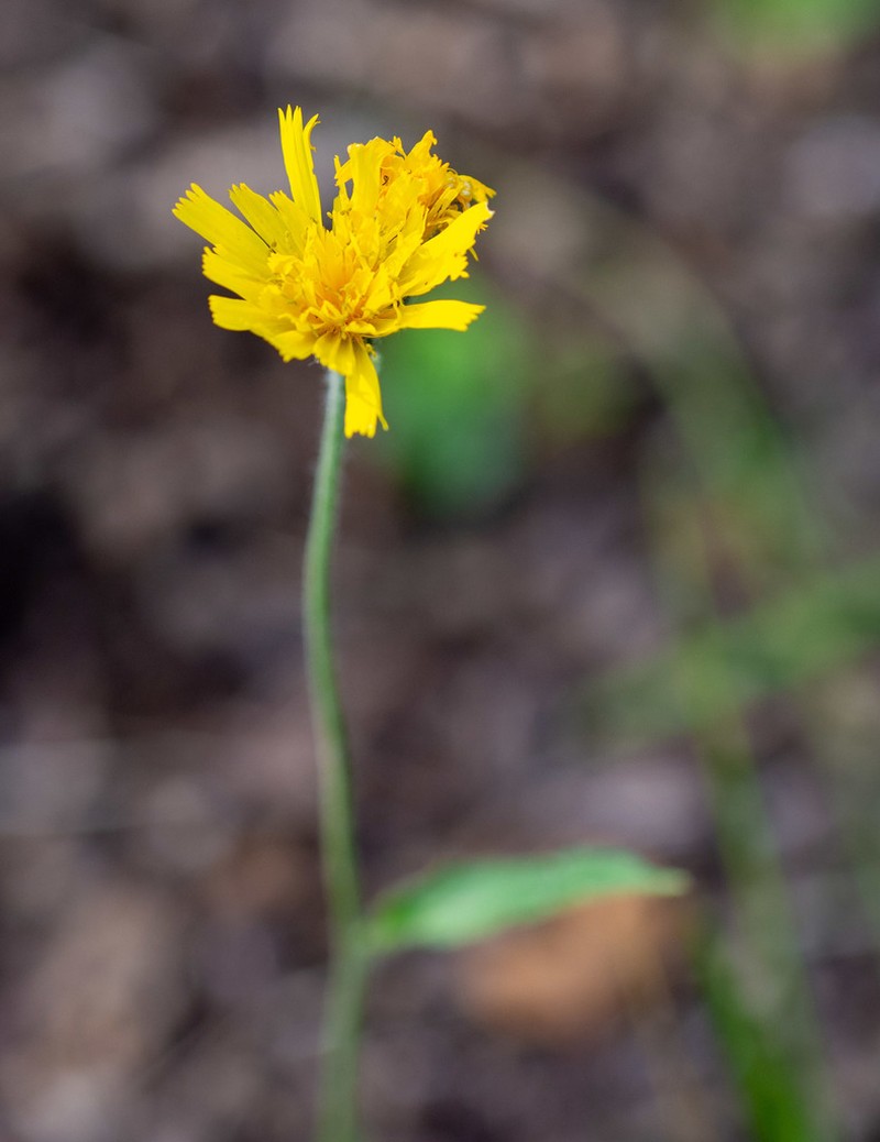Hieracium korshinskyi photo 3