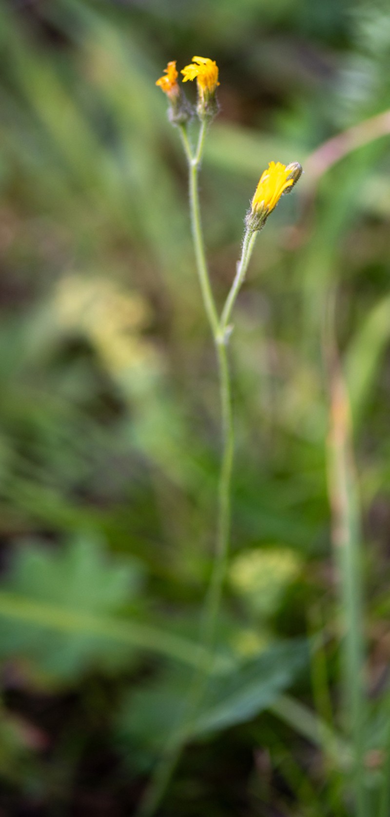 Hieracium korshinskyi photo 4