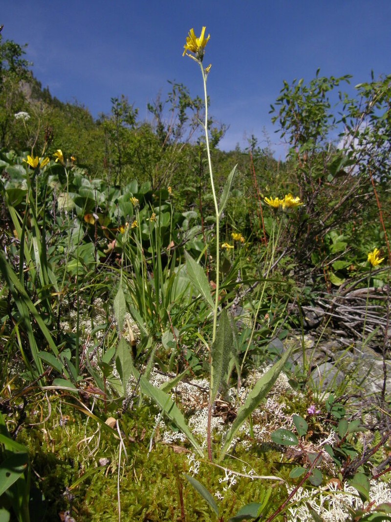 Hieracium korshinskyi photo 5