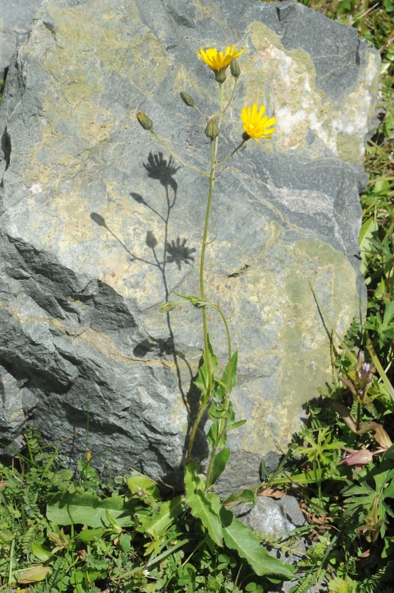 Hieracium korshinskyi photo 6