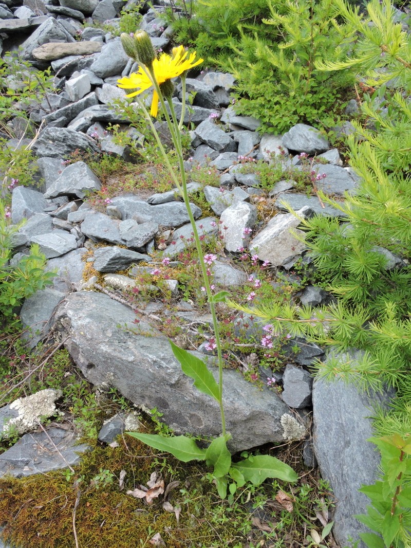 Hieracium korshinskyi photo 7