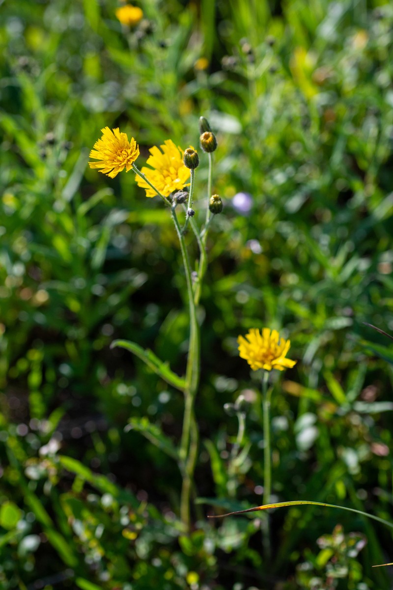 Hieracium korshinskyi photo 8