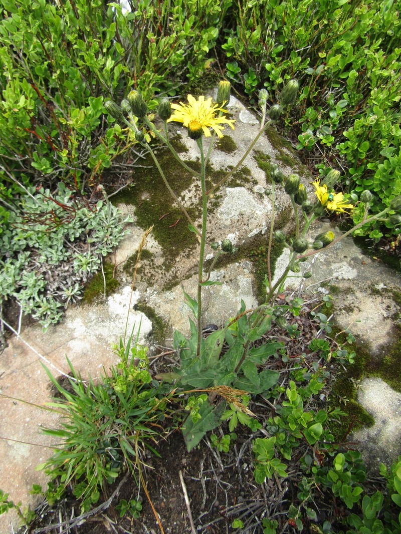 Hieracium krasanii