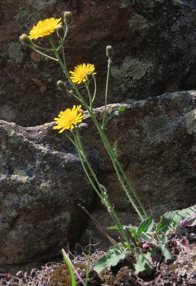 Hieracium krasanii photo 2