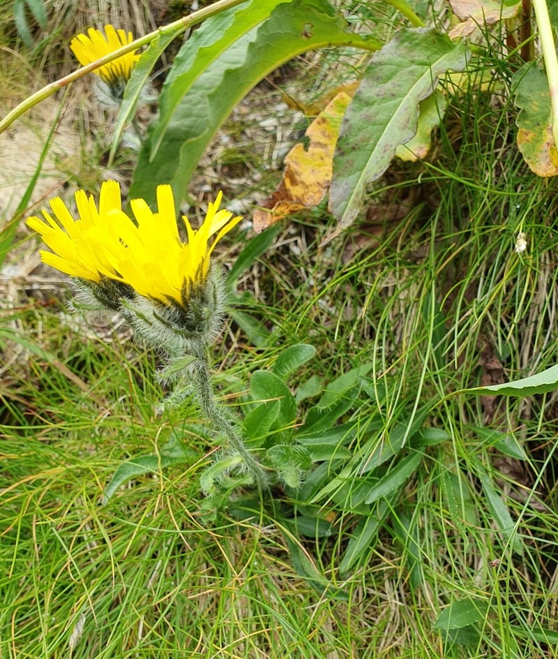 Hieracium krivanense