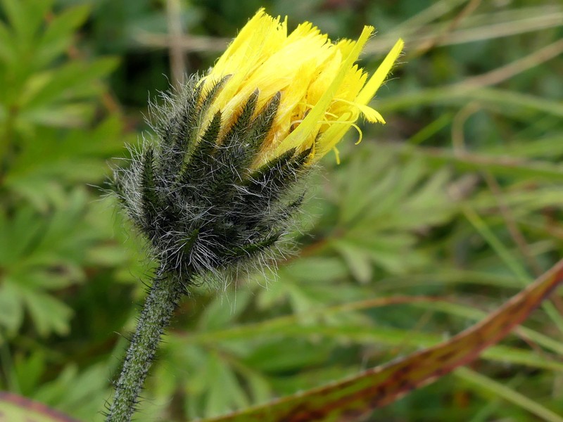Hieracium krivanense photo 2