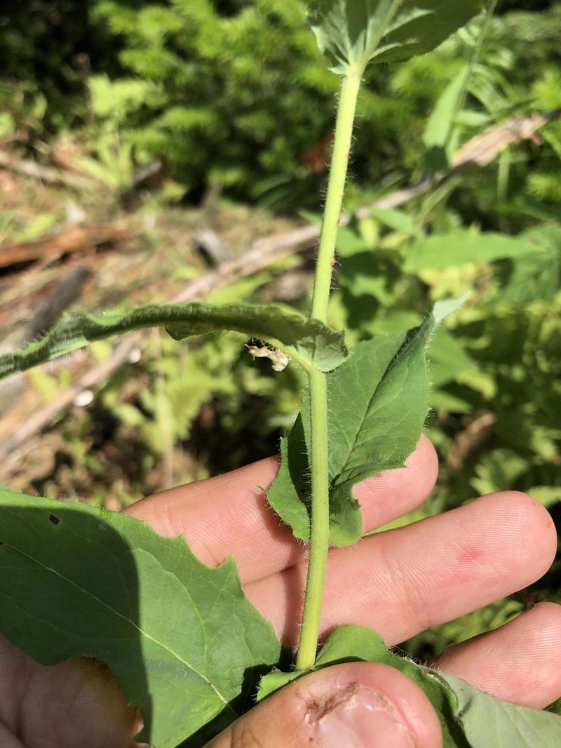 Hieracium krylovii photo 2