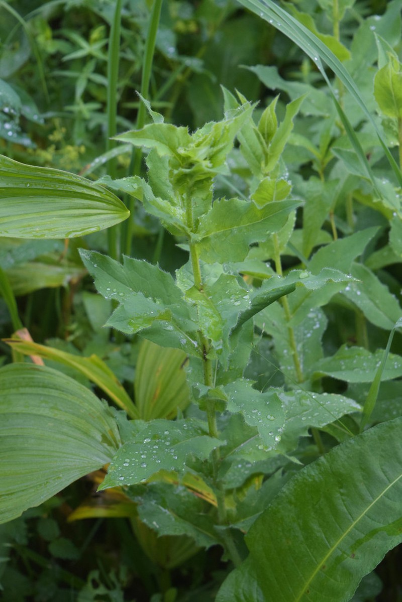 Hieracium krylovii photo 3
