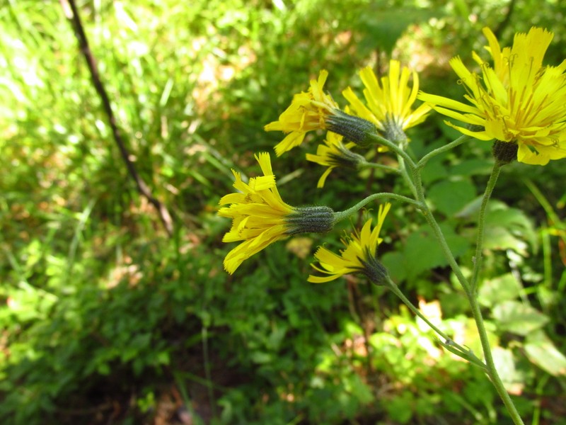 Hieracium krylovii photo 4
