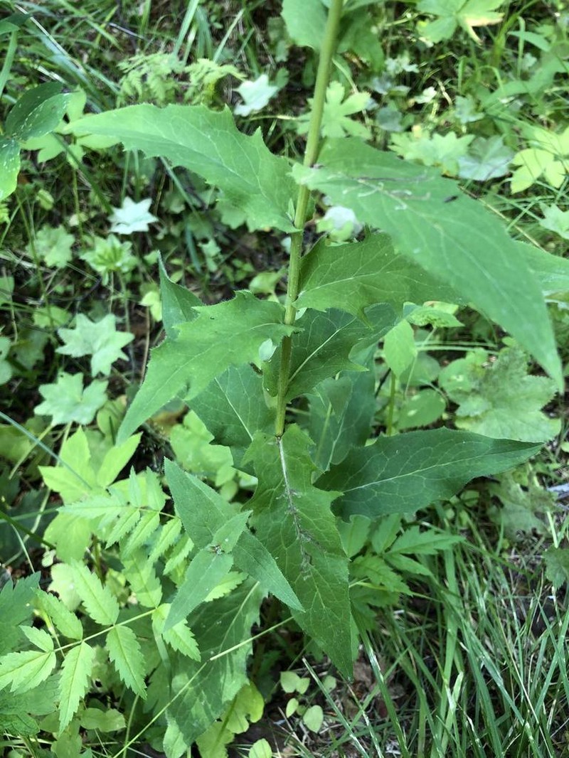 Hieracium krylovii photo 5