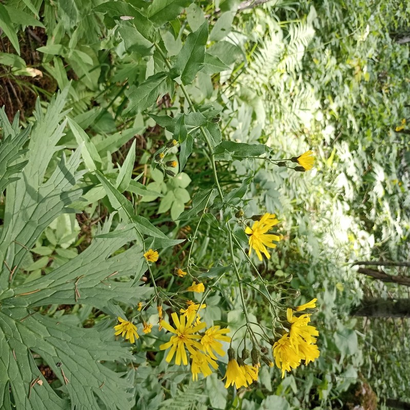 Hieracium krylovii photo 6