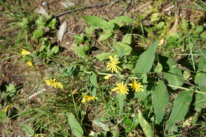 Hieracium krylovii photo 7